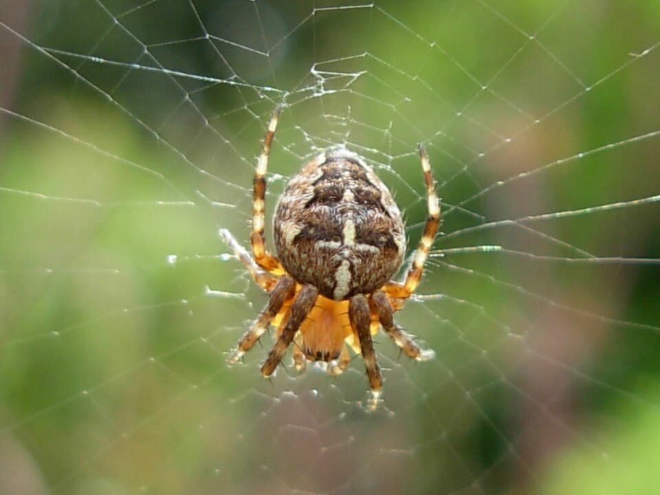 What Made the Big Web in My Yard Overnight? Identifying Orb Weaver Spiders