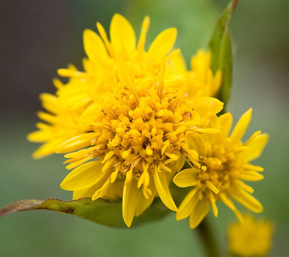 Goldenrod vs Ragweed: Which Plant Is Actually Causing Your Allergies?
