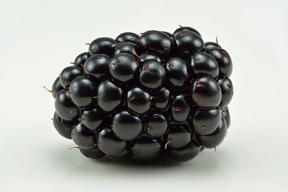 Is This Berry Safe to Eat? How to Identify Wild Berries