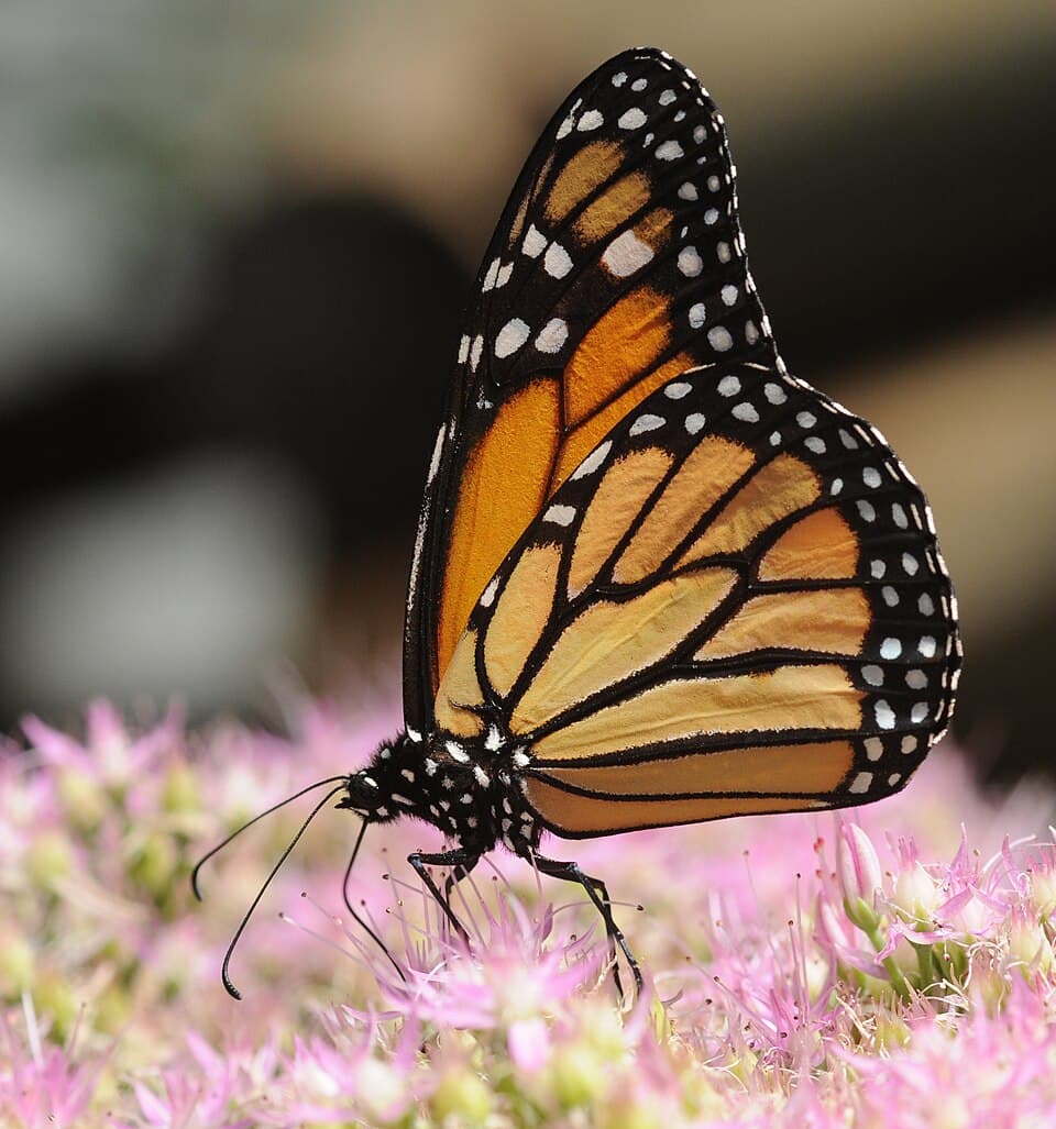 Moth vs Butterfly: How to Tell the Difference