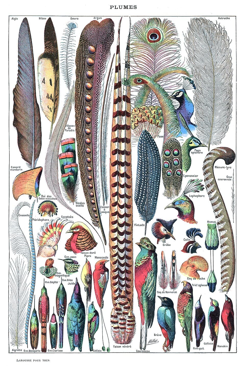 How to Identify a Feather You Found