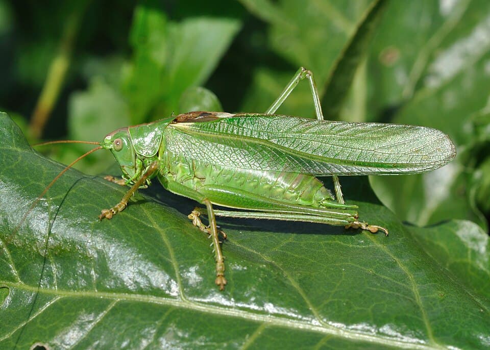 What Is Making All That Noise at Night? Identifying Katydids and Crickets