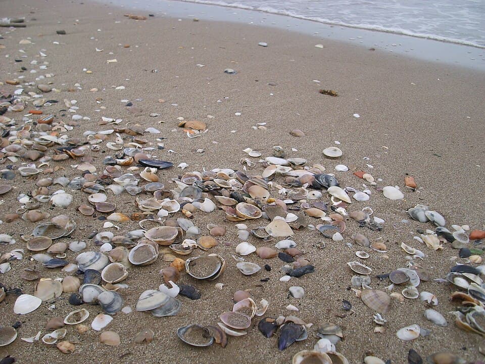 How to Identify Seashells on the Beach