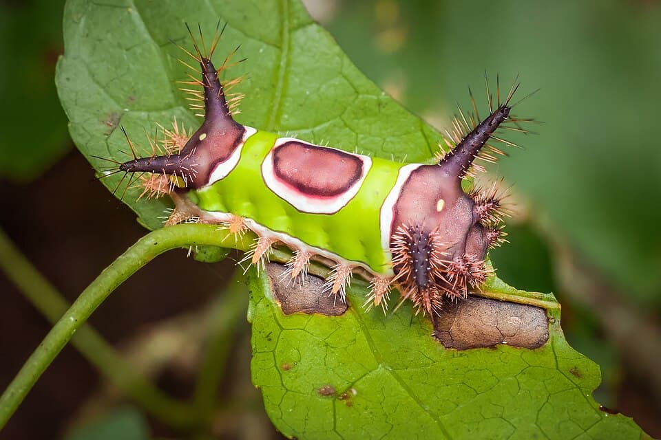 Which Caterpillars Sting? How to Identify the Ones to Never Touch