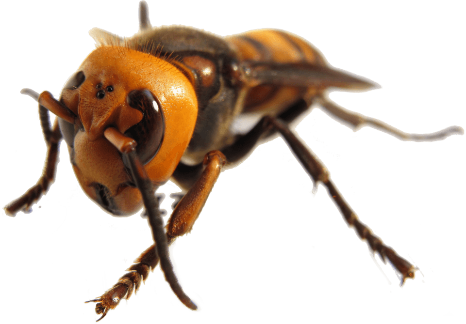 What Is the Northern Giant Hornet ("Murder Hornet")? How to Identify It Safely