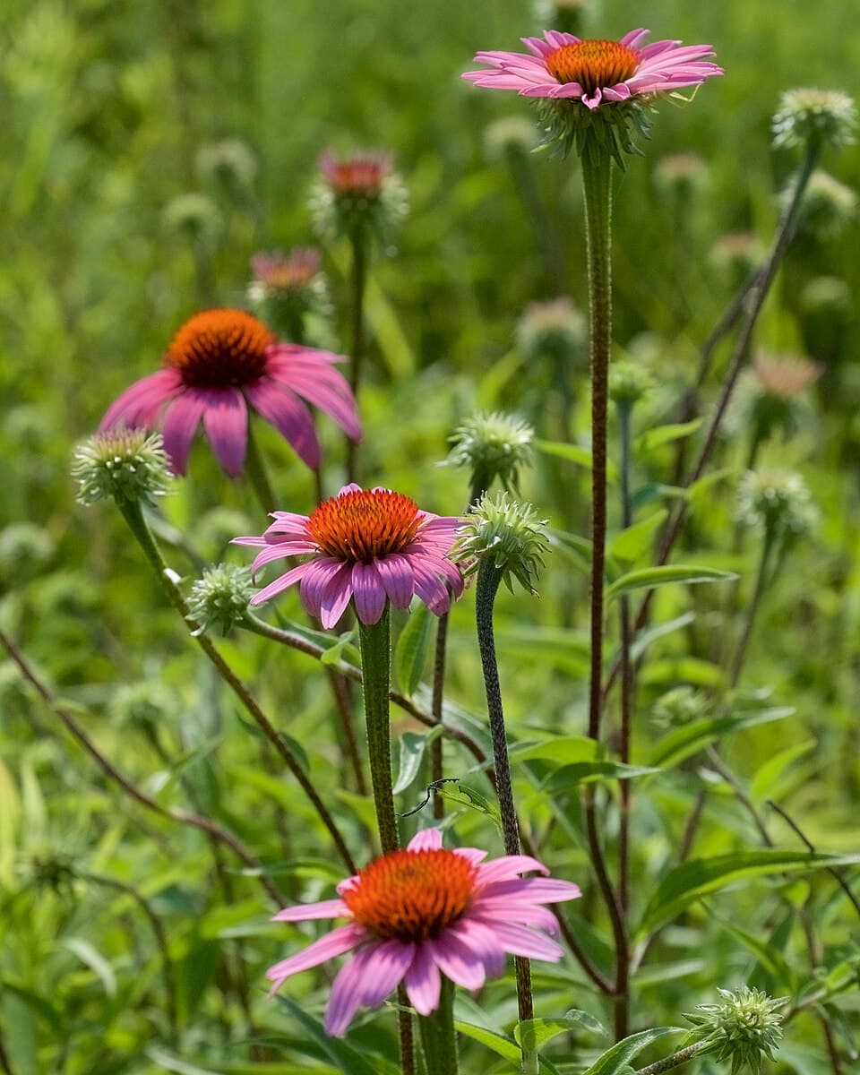 What Is This Plant? How to Identify Any Plant from a Photo