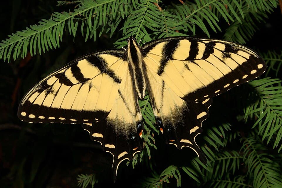 What Is the Big Yellow Butterfly With Black Stripes? Identifying the Eastern Tiger Swallowtail