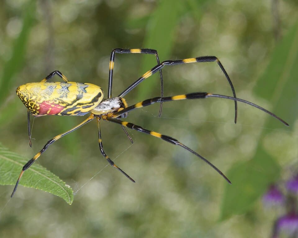 What Is the Joro Spider? Identifying the Giant Yellow Spider Spreading East