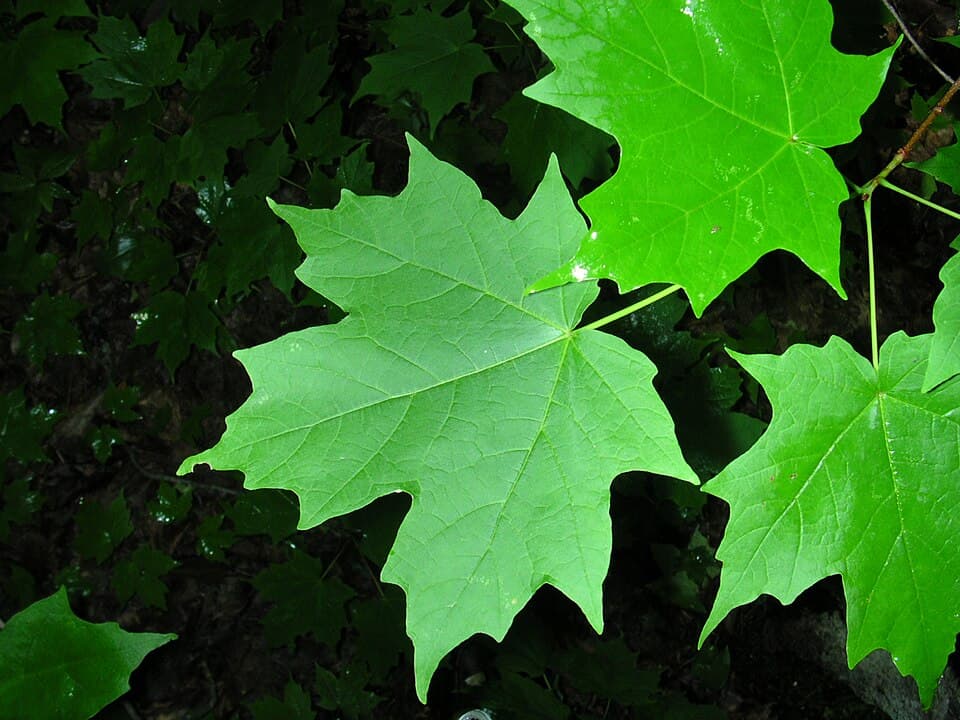 How to Identify a Leaf: A Simple Visual Guide