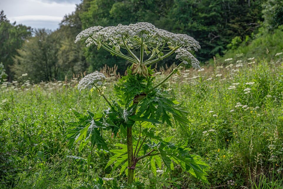 What Is Giant Hogweed? Identifying the Plant Whose Sap Burns