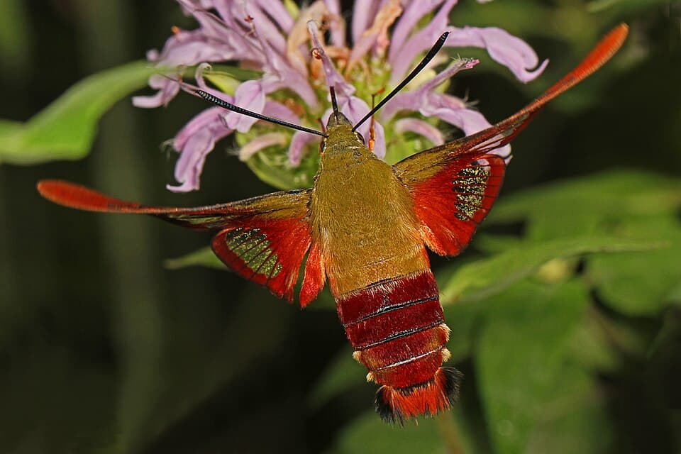 Is That a Tiny Hummingbird? How to Identify the Hummingbird Moth