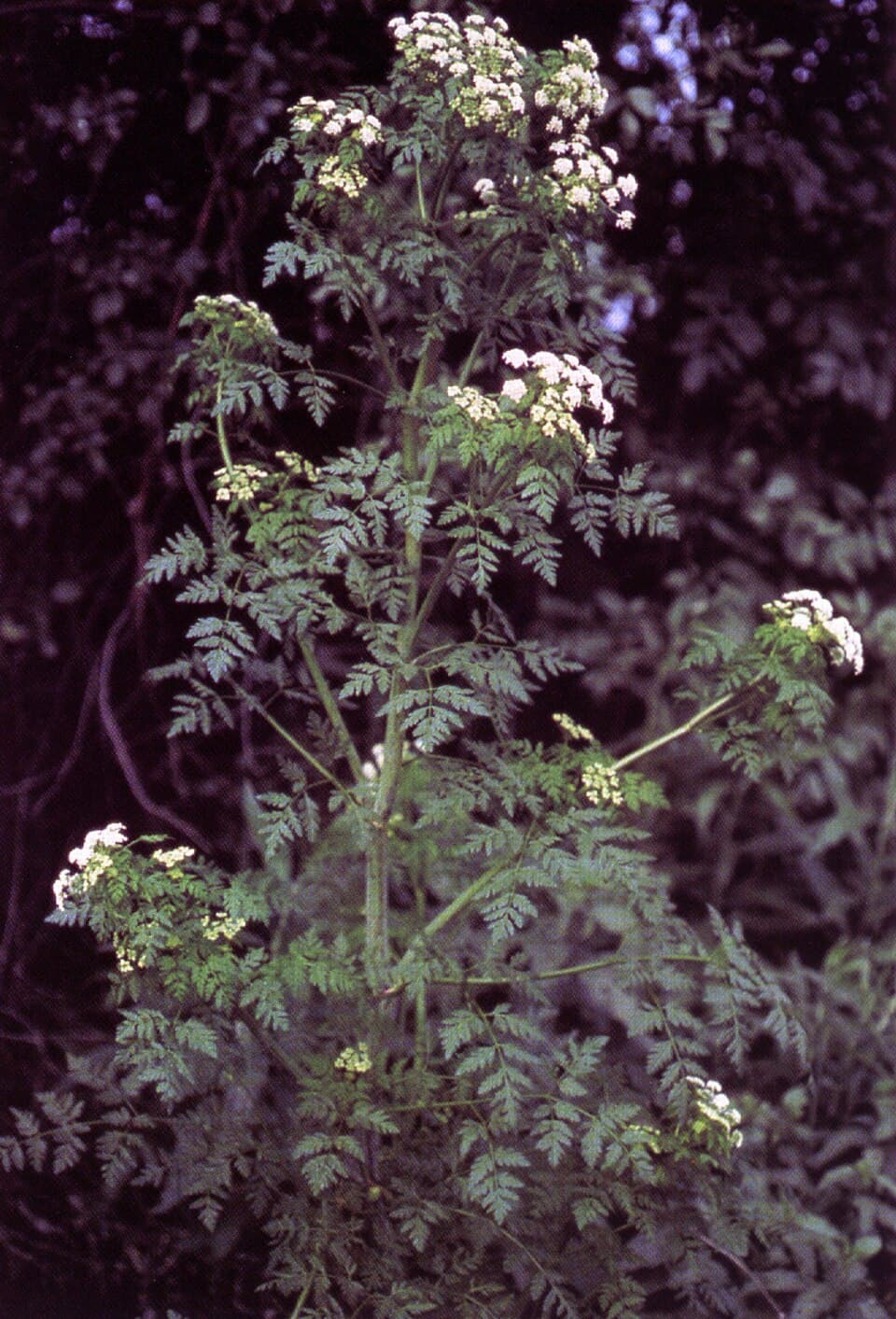 Poison Hemlock vs Queen Anne’s Lace: How to Tell the Deadly One Apart