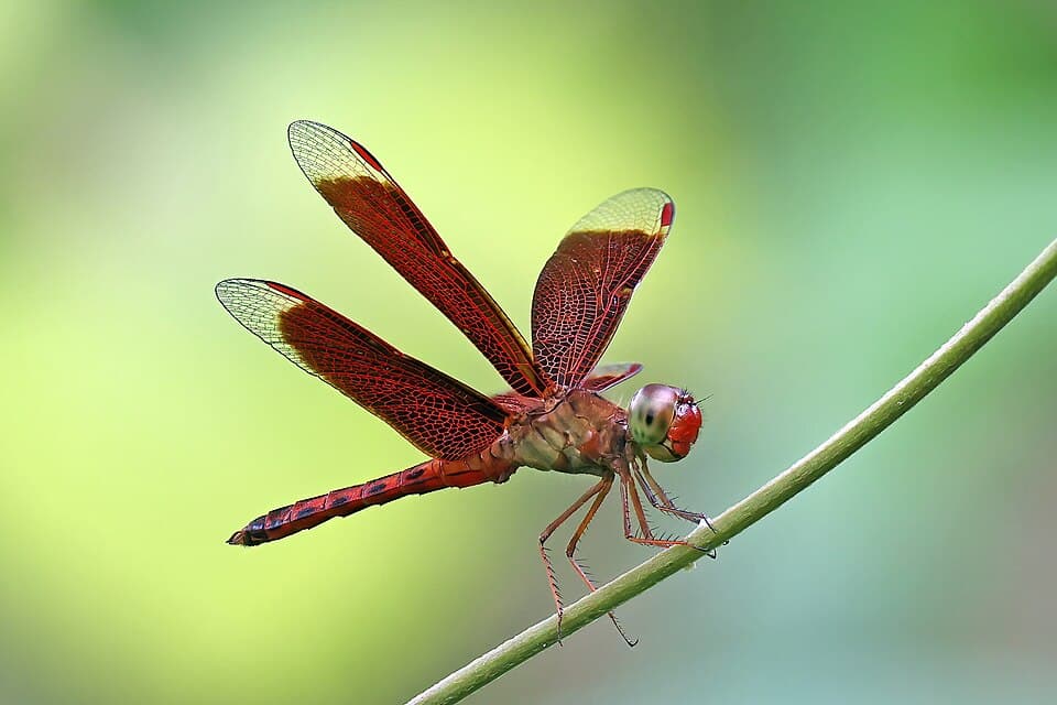 Dragonfly or Damselfly? How to Tell These Summer Fliers Apart