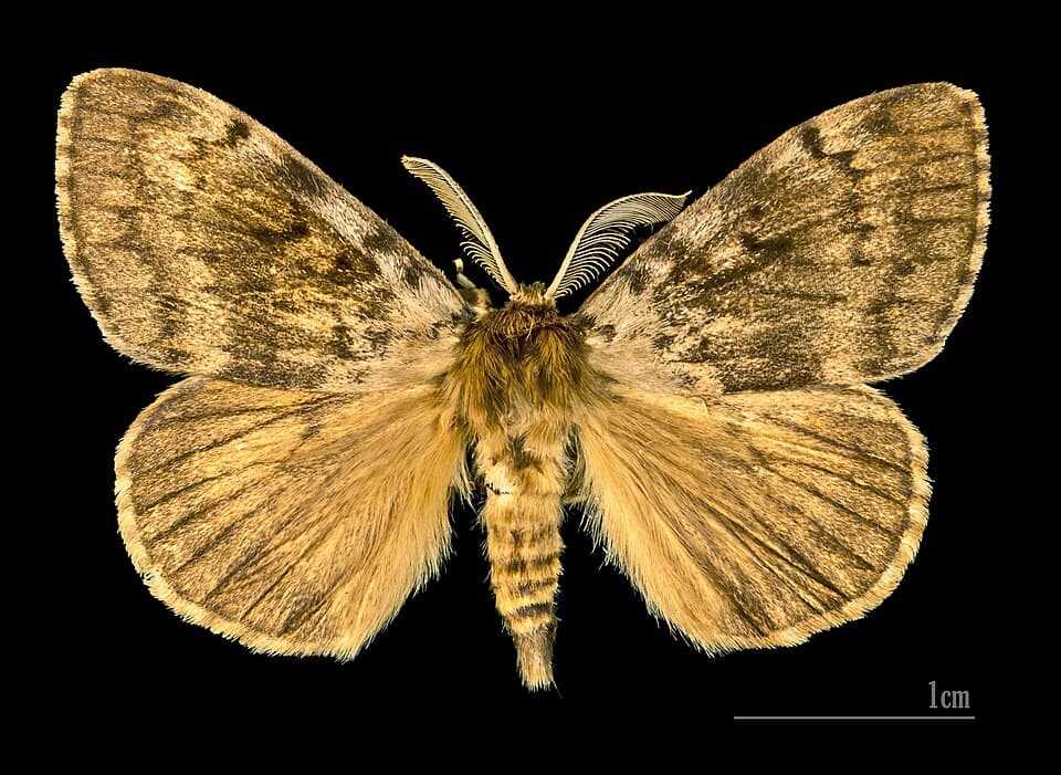 What Is the Spongy Moth? Identifying the Tree-Defoliating Invader