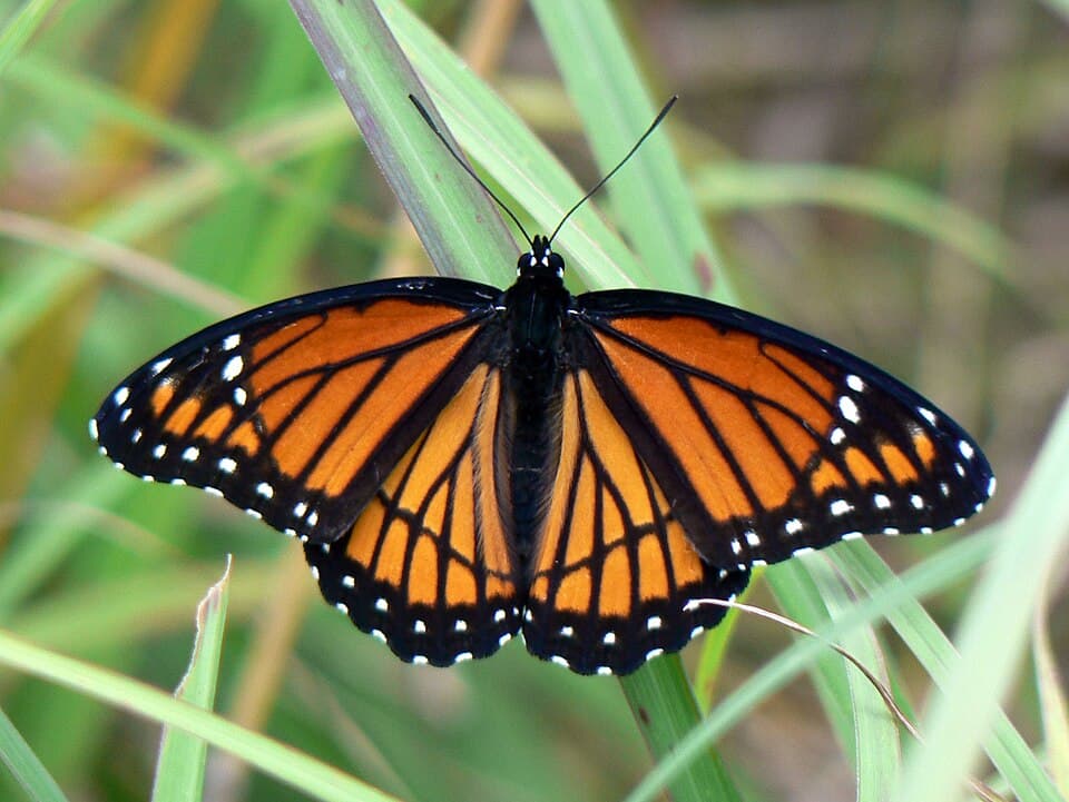 Monarch or Viceroy? How to Tell the Orange Butterflies Apart