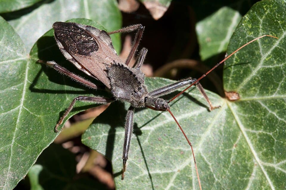 What Is That Gray Bug With a Gear on Its Back? Identifying the Wheel Bug