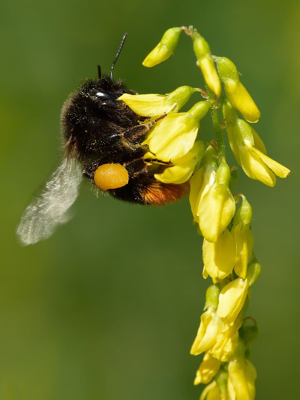 Best Nature Identification Apps for Hikers (2025 Guide)