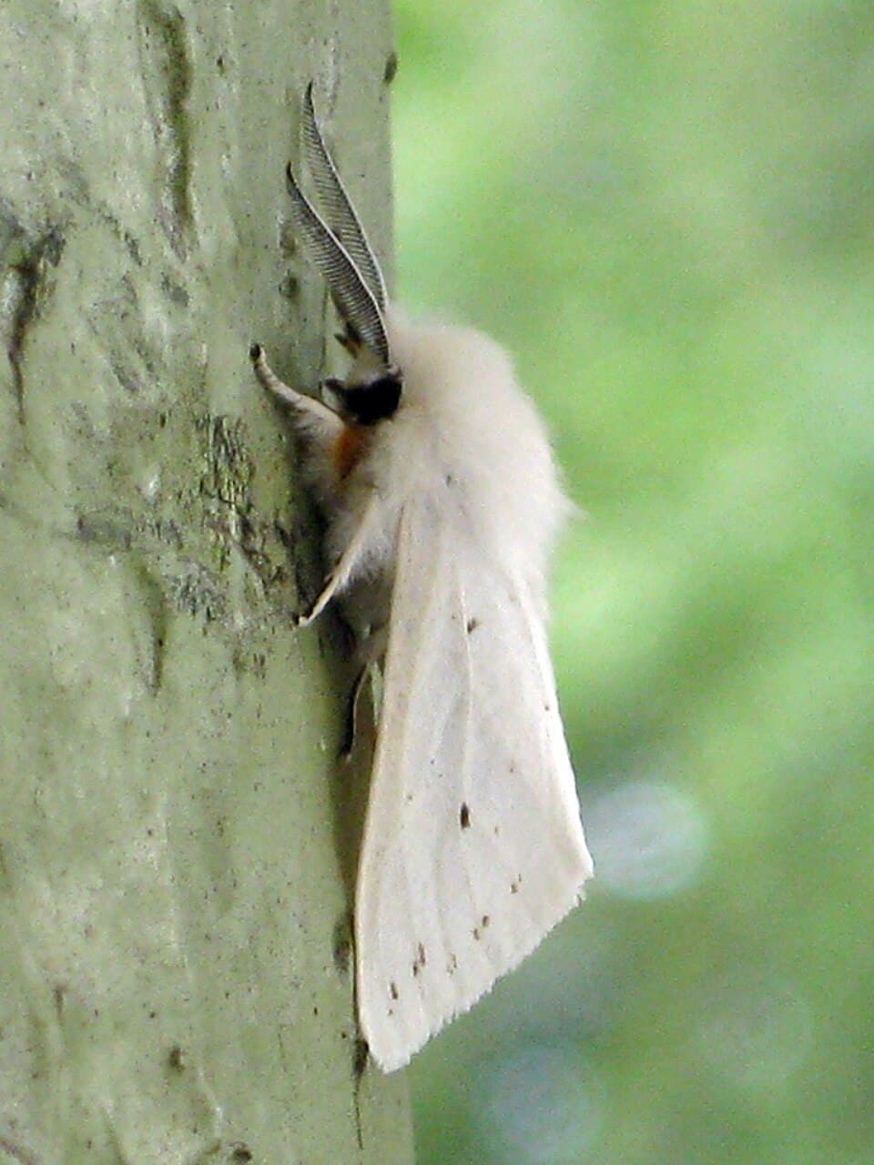 What Are the White Webs in My Trees? Identifying the Fall Webworm