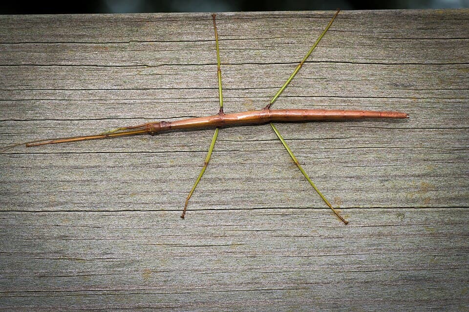 Did That Twig Just Move? How to Identify a Walking Stick Insect