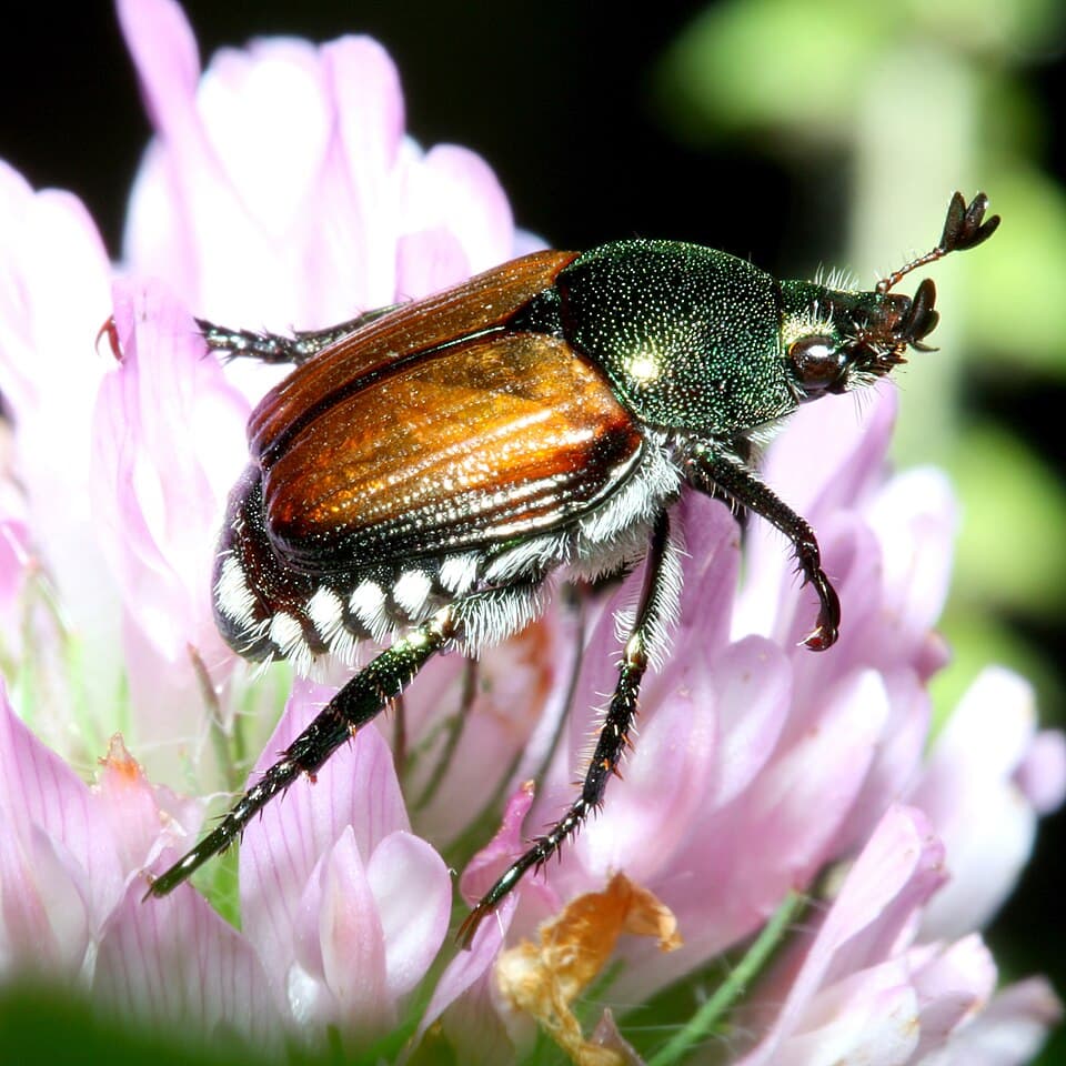 What Is Eating My Garden? How to Identify Japanese Beetles