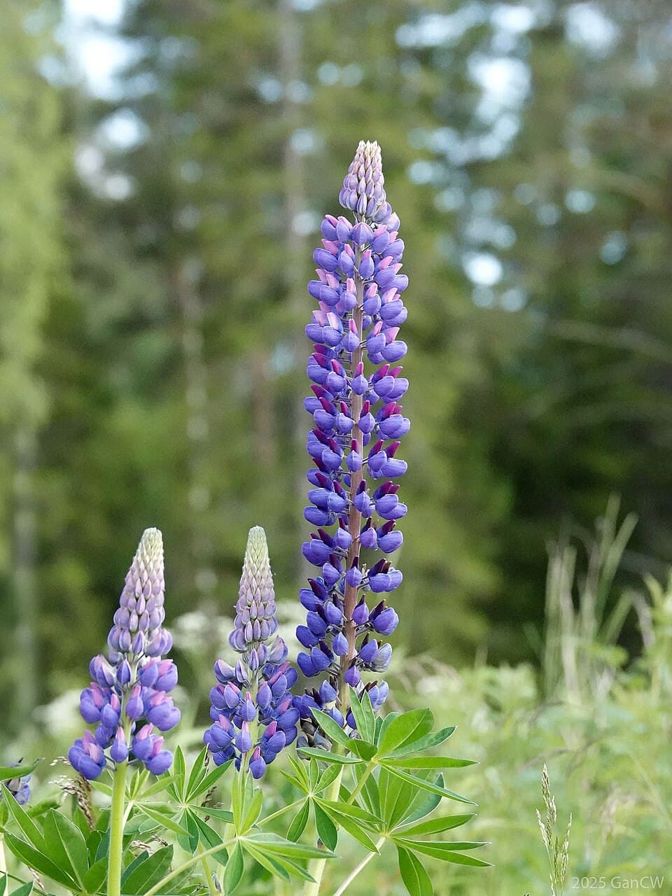 How to Identify Wildflowers on the Trail: A Practical Guide