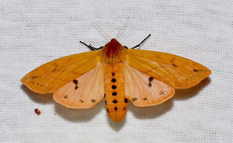 What Is the Fuzzy Black-and-Orange Caterpillar? Identifying the Woolly Bear