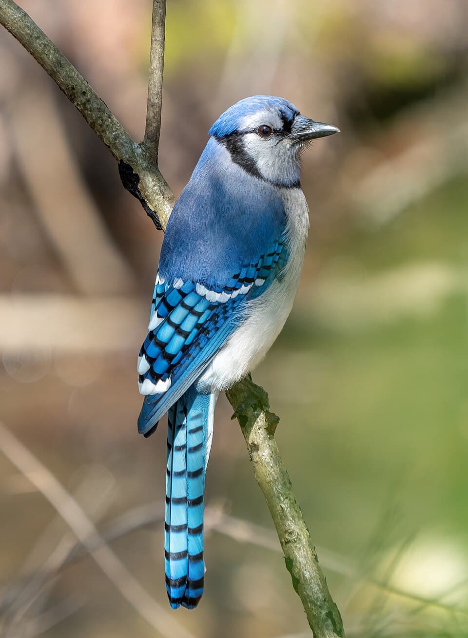 Beyond Birds: Why Hikers Need More Than Merlin Bird ID