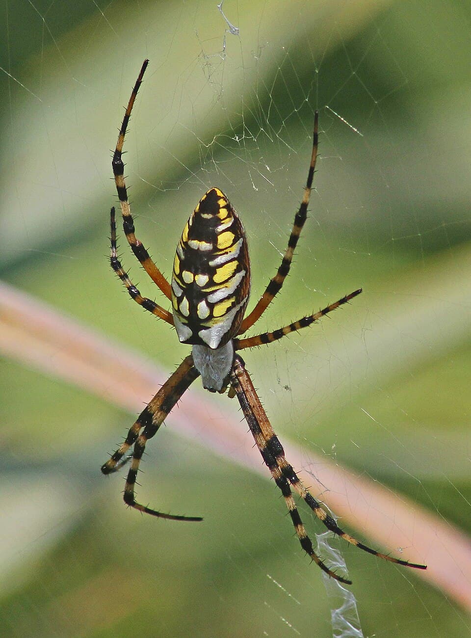 What Is the Big Black-and-Yellow Spider in My Garden? Identifying the Argiope