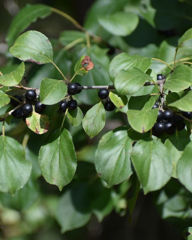 A leafy branch with oval green leaves and clusters of small black berries.