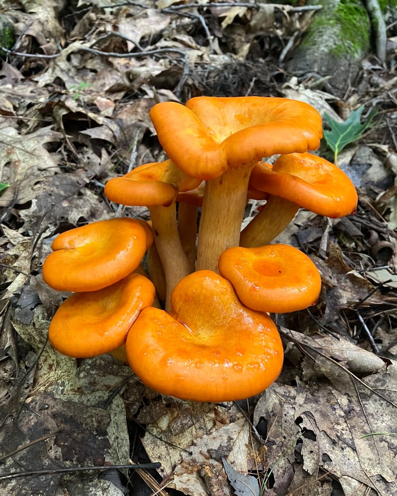 A cluster of bright orange mushrooms growing from the leaf litter on a forest floor.